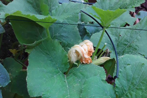 Zucchini Blossoms, Image/Tech Mainstream